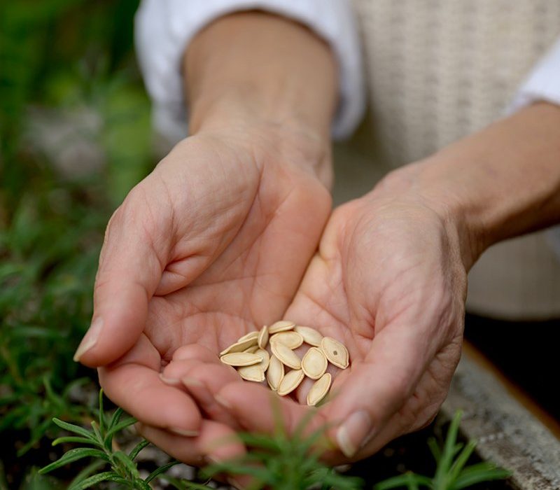 hands holding pumpkin seeds